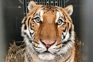 Врятовані від війни та хвороб: Київська митниця оформила «вусатий вантаж»