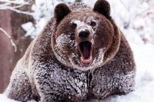 У Рівному шукають охочого працювати під захистом тигрів, ведмедів та вовків