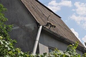 П'ять мавп продовжують тероризувати дачний кооператив на Одещині