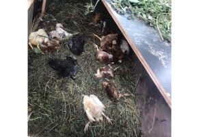 На Рівненщині з’явилась «чупакабра»