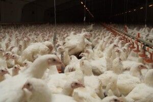 В Україні утримують 200 мільйонів курей, гусей, качок та іншої птиці