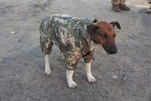 Військові пошили форму... для собаки