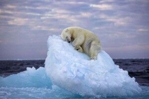 Білий ведмідь дрімає на айсбергу: обрали переможця престижної фотопремії 