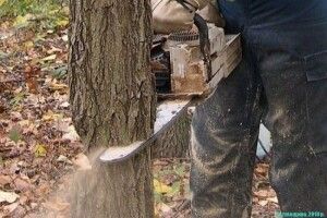За зрубані 425 дерев на Рівненщині заплатять 400 тисяч гривень штрафу