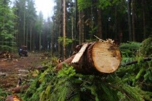 На Волині незаконно вирубали понад тисячу сосен