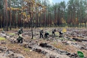 Через теплу осінь на Волині та Рівненщині ще активно садять ліс