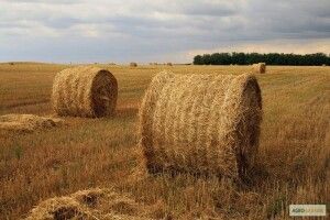 450 тюків соломи як не було
