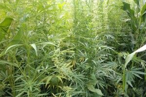 Правоохоронці Рівненщини розгледіли коноплю на 400 тисяч гривень навіть у кукурудзі