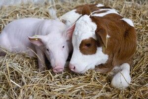 Де на Волині найбільше корів та свиней: рейтинг районів за підсумками минулого року