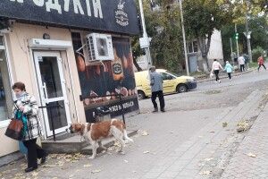 Луцьком тиняється нічийний сенбернар з карабіном (Фото)