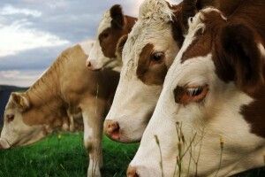 Мінус 4 відсотки: на Волині продовжує скорочуватись поголів’я худоби