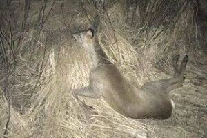 Водій збив косулю, що бігла посеред дороги, і поїхав далі.