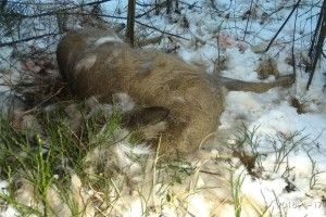Браконьєри вполювати 3 козулі