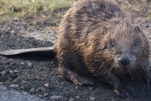 Інженери дикої природи: хто чистить волинські річки краще за техніку