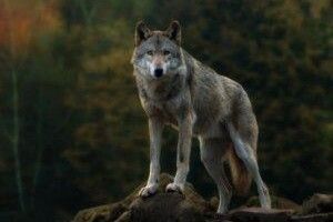 Окупанти взялися відстрілювати кримських вовків, на черзі – олені та косулі…