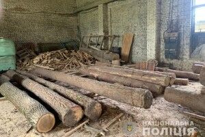 На Волині незаконно напиляли дубів (Фото)