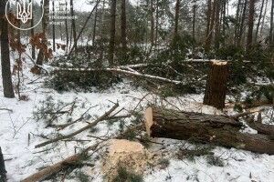 На Волині «чорні лісоруби» завдали збитків на понад мільйон гривень