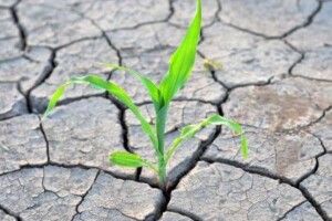 Названо області України з найнижчим рівнем вологи в ґрунті