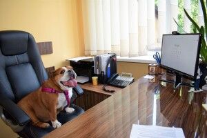 Сьогодні у луцький ЦНАП на роботу прийшли... собаки