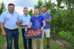 Яким видався урожай у першому на Волині персиковому саду