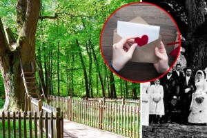 Понад сто пар «одружив»… 500-річний дуб (Фото)