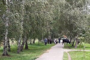 «Все обіс..ано»: парк у Камені-Каширському перетворили на… пасовище