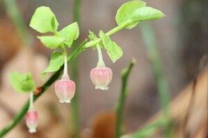 На Волині перед осіннім снігопадом зацвіла... чорниця