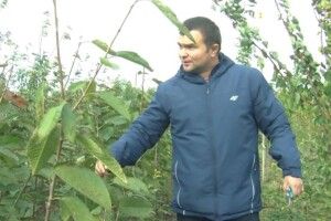 Садівництво як реабілітація: волинський атовець вирощує  плодові дерева різних сортів