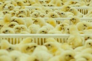 Діяльність підприємства «Агідель» не є причиною поширення неприємного запаху у Луцьку