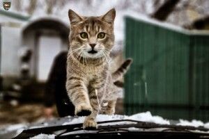 Бойових котів з Волині не зупинити!