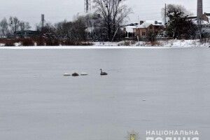 На Рівненщині звільнили від крижаної пастки лебедів