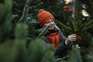 Перелік місць, де у Луцьку продаватимуть ялинки