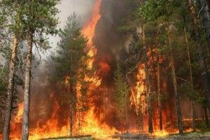 Рятувальники відзвітували про ліквідацію пожежі в Зоні відчуження