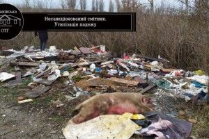 Біля Рівного карантин через африканську чуму