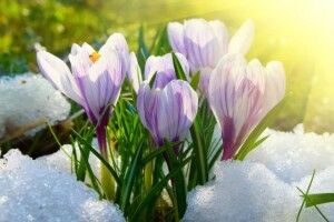 Березень на Волині був рекордно теплим