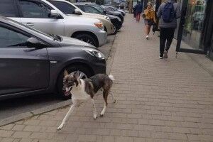 Пес залишився чекати господаря: у Луцьку «швидка» забрала чоловіка, який розбив голову на ринку (Фото. Відео)
