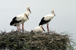 Хто в Підгайцях вбиває бузьків?