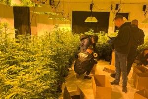 На Львівщині чоловік вирощував 800 кущів конопель в теплицях