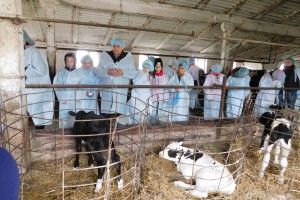 Школярі з Луцька побачили на Горохівщині, як виготовляється якісне молоко (Фоторепортаж)