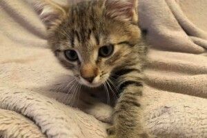 Юна Савана шукає серед волинян свою Людину (Фото)