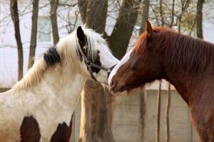 У Рівному шукають людей, які до безтями люблять коней