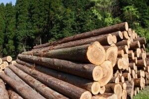 Волинські лісівники повідомили про кількість виявлених фактів лісопорушень