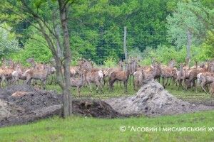 В Україні побільшало оленів. Європейських