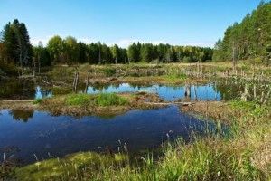 Загрузлих по пояс у болоті, дітей, шукали через супутники