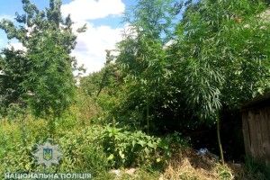 На Рівненщині повиростали коноплі до стелі