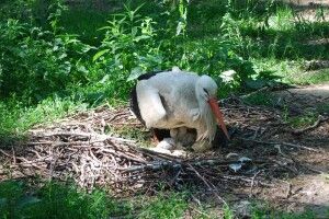 У Рівненському зоопарку білі лелеки вивели лелечат просто на землі
