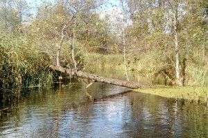 Як почуваються «сто ходів» Стохода?