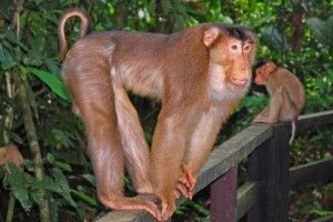 Свинохвостим макакам Луцька жити стане веселіше – до них прибув кавалер-лапундер