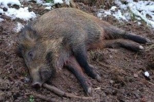 На Волині знайшли тіло дикого кабана із африканською чумою