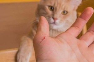 Вчені винайшли інноваційний метод для швидкого загоєння ран